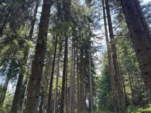 Prodej lesa, Ločenice, 28185 m2