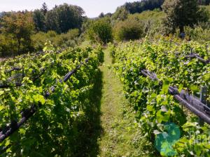 Prodej sadu/vinice, Lhenice, 7971 m2