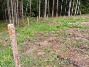 Prodej lesa, Hrazany - Klisinec, 9634 m2