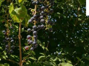 Prodej vícegeneračního domu, Hrušovany nad Jevišovkou, Drnholecká, 195 m2