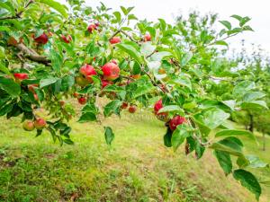 Prodej rodinného domu, Libčice nad Vltavou, Holubická, 56 m2