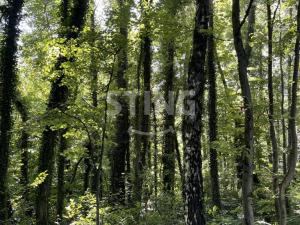 Prodej lesa, Hnojník, 9789 m2