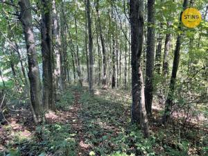 Prodej lesa, Hnojník, 9789 m2