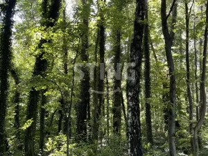 Prodej lesa, Hnojník, 9789 m2