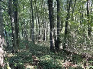 Prodej lesa, Hnojník, 9789 m2