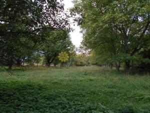 Pronájem rodinného domu, Tisová, 140 m2