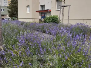 Pronájem bytu 2+kk, Praha - Radotín, náměstí Osvoboditelů, 48 m2