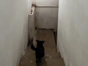 Prodej rodinného domu, Pchery - Humny, Husova, 180 m2