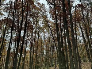 Prodej podílu pozemku, Dolní Lukavice, 43384 m2