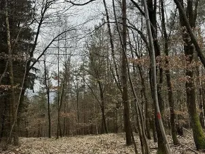 Prodej podílu lesa, Luka, 3584 m2