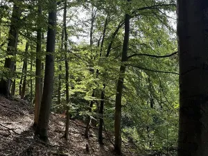 Prodej lesa, Loučky, 4938 m2