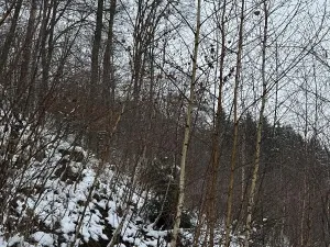 Prodej podílu lesa, Vysoká, 2782 m2