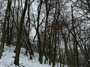 Prodej podílu lesa, Vysoká, 2782 m2