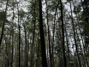 Prodej lesa, Hromnice, 12972 m2