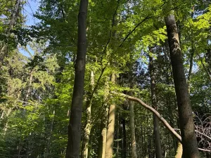 Prodej podílu lesa, Liberk, 5585 m2