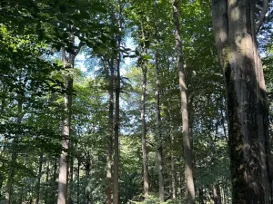 Prodej podílu lesa, Liberk, 5585 m2