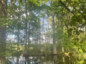 Prodej lesa, Chlum u Třeboně - Žíteč, 360000 m2