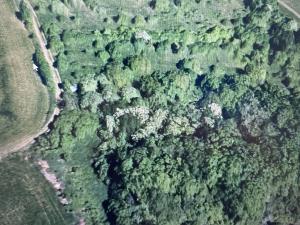 Prodej lesa, Drslavice, 295 m2