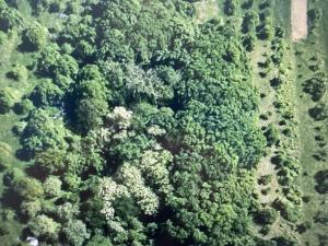 Prodej lesa, Drslavice, 295 m2