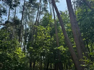 Prodej podílu lesa, Volenice, 3827 m2