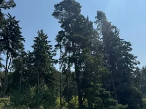 Prodej podílu lesa, Volenice, 3827 m2