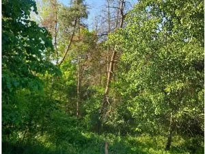 Prodej lesa, Lipník, 2058 m2