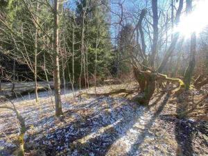 Prodej pozemku, Čachrov - Javorná, 12768 m2