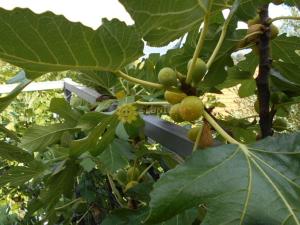 Prodej rodinného domu, Splitska, Chorvatská republika, Varos III, 100 m2