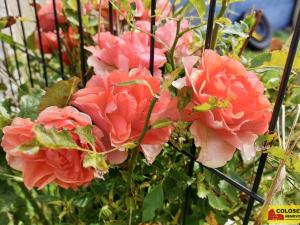 Prodej rodinného domu, Bohdalice-Pavlovice - Pavlovice, 96 m2