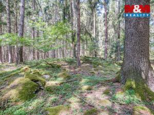 Prodej lesa, Močerady - Nové Dvory, 6098 m2