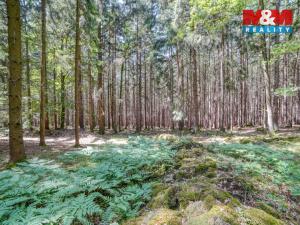 Prodej lesa, Močerady - Nové Dvory, 6098 m2