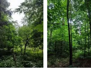 Prodej podílu lesa, Štíty, 11465 m2