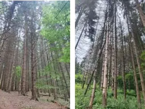 Prodej podílu lesa, Štíty, 11465 m2