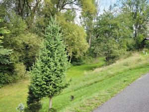 Prodej domu, Bystrá nad Jizerou, 130 m2