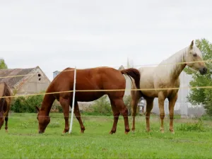 Prodej rodinného domu, Tvořihráz, 204 m2