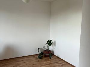 Pronájem bytu 1+1, Panenské Břežany, Družstevní, 38 m2