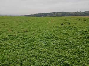 Prodej pozemku pro bydlení, Vřesina, Hradčanská, 1000 m2