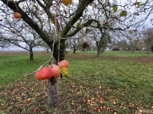 Prodej zahrady, Bochoř, 1909 m2