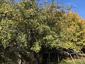 Prodej rodinného domu, Myslibořice, 65 m2