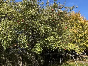 Prodej rodinného domu, Myslibořice, 65 m2