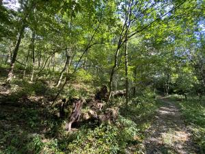 Prodej lesa, Lánov - Horní Lánov, 652 m2