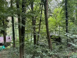Prodej lesa, Krňany, 11304 m2