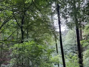 Prodej lesa, Krňany, 11304 m2