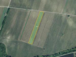 Prodej sadu/vinice, Sedlec, 10059 m2