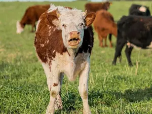 Prodej podílu pole, Kostelec nad Černými lesy, 1506 m2