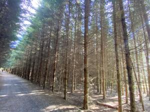 Prodej lesa, Lánov - Horní Lánov, 12297 m2