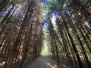 Prodej lesa, Lánov - Horní Lánov, 12297 m2