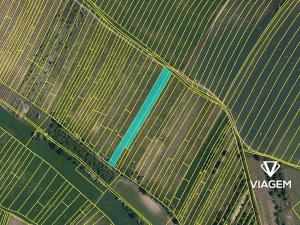 Prodej podílu sadu/vinice, Brumovice, 1723 m2