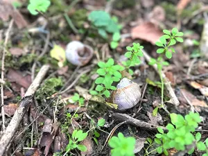 Prodej pozemku pro bydlení, Luštěnice, 9368 m2