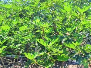 Prodej rodinného domu, Mogilishte, Bulharsko, 170 m2